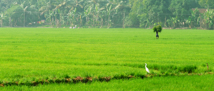 kuttanad Kerala.jpg