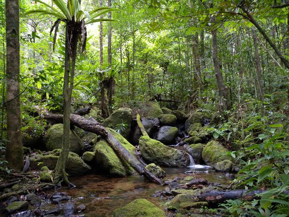 rain-forests-kerala